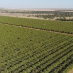 Australia’s Largest Farm Set for Diversified Agricultural Development