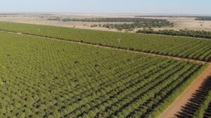 Australia’s Largest Farm Set for Diversified Agricultural Development