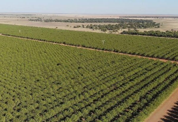 Australia’s Largest Farm Set for Diversified Agricultural Development