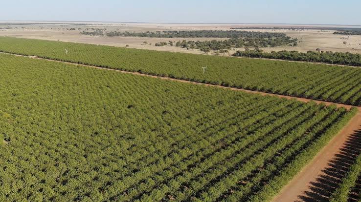 Australia’s Largest Farm Set for Diversified Agricultural Development