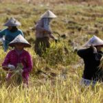 Heat Risks Rise Across Southeast Asia, Threatening Agriculture and Food Security