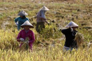 Heat Risks Rise Across Southeast Asia, Threatening Agriculture&hellip;