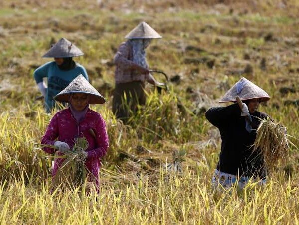 Heat Risks Rise Across Southeast Asia, Threatening Agriculture…