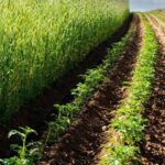 Sustainable Agriculture and Integrated Farming Continue to Gain Ground