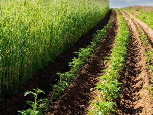 Sustainable Agriculture and Integrated Farming Continue to Gain&hellip;