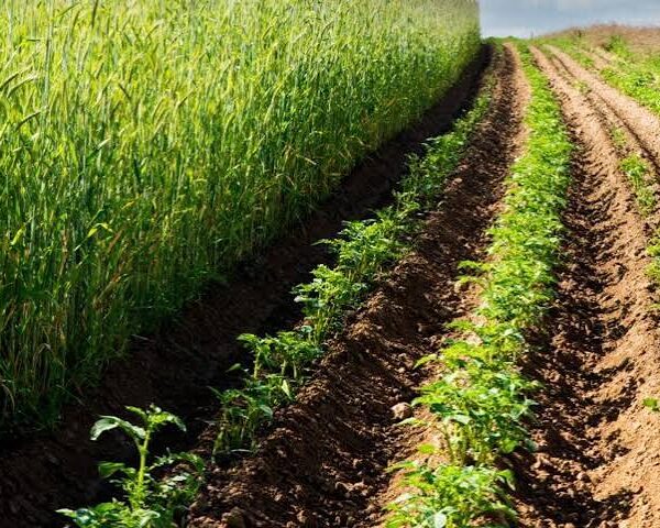 Sustainable Agriculture and Integrated Farming Continue to Gain…