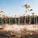 Agricultural Drought Risk Rises Across Several Regions as Weather Patterns Become More Volatile