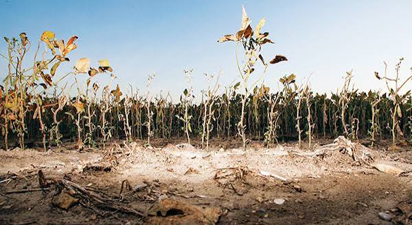Agricultural Drought Risk Rises Across Several Regions as…