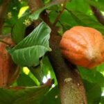 Philippines Opens New Cacao Export Market in New Zealand