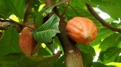 Philippines Opens New Cacao Export Market in New…