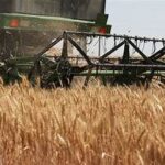 Global Grain Stocks Provide Cushion Against Super El Niño