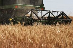 Global Grain Stocks Provide Cushion Against Super El&hellip;