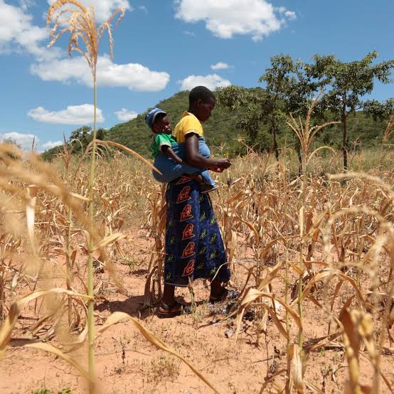 Strong El Niño Threatens Global Food Security, WFP…