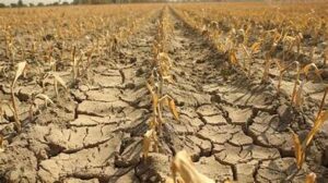 Europe’s Severe Drought Threatens Agriculture and Food Supply