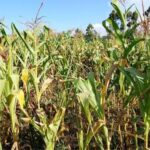 Kenya Farmers Urged to Adopt Early-Maturing Crops as Drought Threatens Harvests