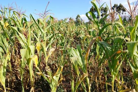 Kenya Farmers Urged to Adopt Early-Maturing Crops as…