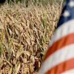 U.S. Corn and Soybean Outlook Faces Weather-Driven Uncertainty