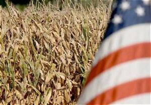 U.S. Corn and Soybean Outlook Faces Weather-Driven Uncertainty
