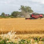 Europe Suffers Major Grain Losses as Extreme Heat Destroys Crops