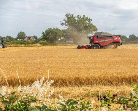Europe Suffers Major Grain Losses as Extreme Heat…