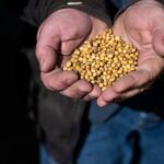 Europe’s Extreme Heat Deals Fresh Blow to Agriculture