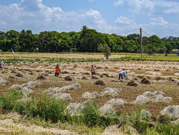 Philippines Steps Up Food-Security Preparations Amid El Niño&hellip;