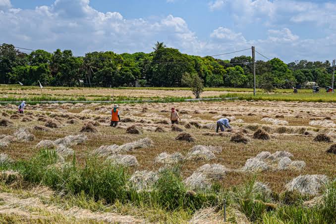 Philippines Steps Up Food-Security Preparations Amid El Niño…