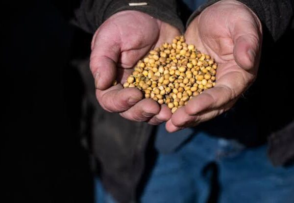 Europe’s Extreme Heat Deals Fresh Blow to Agriculture