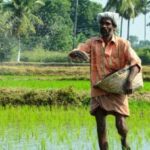 Global Fertilizer Prices Rise 35%, Raising Concerns for Farmers and Food Security