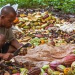 West African Cocoa Producers Face Challenges From EU Anti-Deforestation Rules