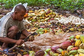 West African Cocoa Producers Face Challenges From EU&hellip;