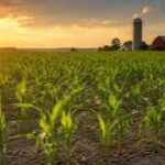 U.S. Corn Crop Conditions Remain Under Close Watch as Weather Shapes 2026 Outlook