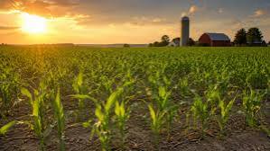 U.S. Corn Crop Conditions Remain Under Close Watch…