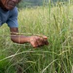 Philippines Strengthens Agriculture Against Possible Super El Niño with Preventive Measures