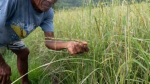 Philippines Strengthens Agriculture Against Possible Super El Niño&hellip;