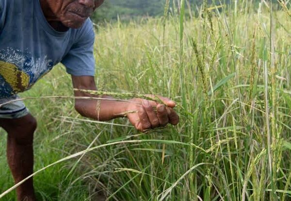 Philippines Strengthens Agriculture Against Possible Super El Niño…