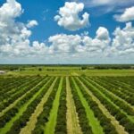 U.S. Expands Support for Specialty-Crop Farmers With $1.625 Billion Aid Package