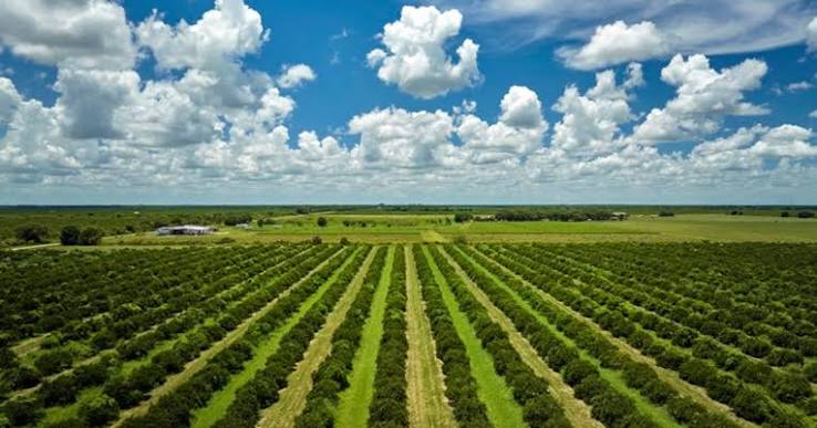 U.S. Expands Support for Specialty-Crop Farmers With $1.625…