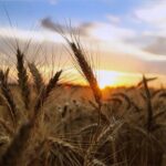 U.S. Reinstates Additional Prevented-Planting Insurance Option for Farmers