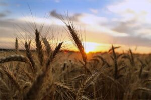 U.S. Reinstates Additional Prevented-Planting Insurance Option for Farmers