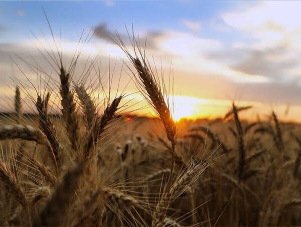 U.S. Reinstates Additional Prevented-Planting Insurance Option for Farmers