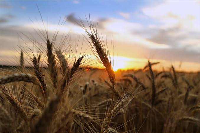U.S. Reinstates Additional Prevented-Planting Insurance Option for Farmers