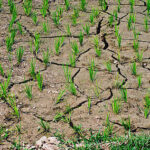 Global Grain Markets Enter a Crucial 2026–27 Season
