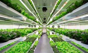 Controlled-Environment Agriculture Market Continues to Expand