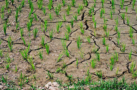 Global Grain Markets Enter a Crucial 2026–27 Season