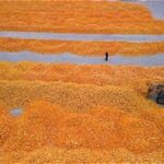 China’s Autumn Grain Harvest Faces Weather Challenges as Production Remains Strong