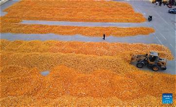 China’s Autumn Grain Harvest Faces Weather Challenges as…