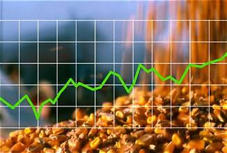Global Grain Markets Rally as Tight Corn Supplies…