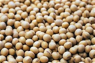 U.S. Soybean Harvest Delayed as Processors Raise Premiums…