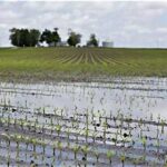 US Corn Harvest Faces Flooding, Weather Delays and Crop Quality Concerns